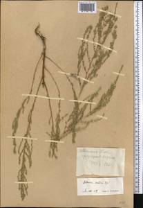 Artemisia oliveriana J. Gay ex DC., Средняя Азия и Казахстан, Западный Тянь-Шань и Каратау (M3) (Киргизия)