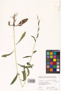 Вечерница густоволосистая Borbás & Degen, Восточная Европа, Южно-Украинский район (E12) (Украина)