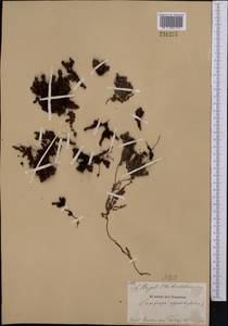 Камнеломка супротивнолистная L., Средняя Азия и Казахстан, Памир и Памиро-Алай (M2)