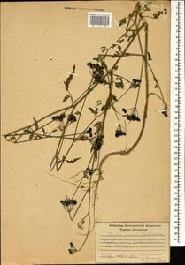 Пупырник полевой, Торилис полевой (Huds.) Link, Кавказ, Грузия (K4) (Грузия)
