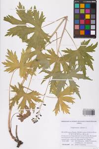 Живокость высокая L., Восточная Европа, Северный район (E1) (Россия)