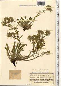 Оносма мелкоцветковая Willd., Кавказ, Армения (K5) (Армения)