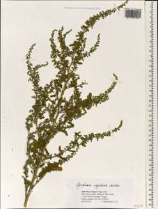 Dysphania neglecta Sukhor., Зарубежная Азия (ASIA) (Непал)