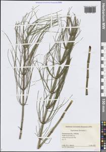 Хвощ приречный, Хвощ топяной L., Сибирь, Западная Сибирь (S1) (Россия)