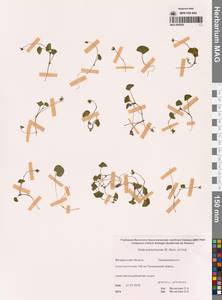 Viola crassa subsp. avatschensis (W.Becker & Hultén) Espeut, Сибирь, Чукотка и Камчатка (S7) (Россия)