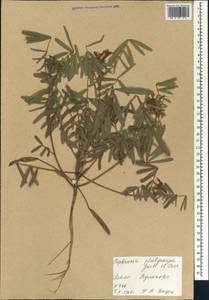 Tephrosia platycarpa Guill. & Perr., Африка (AFR) (Мали)