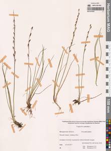 Триостренник болотный L., Сибирь, Чукотка и Камчатка (S7) (Россия)