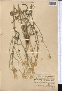 Наголоватка железистоплодная Schrenk, Средняя Азия и Казахстан, Джунгарский Алатау и Тарбагатай (M5) (Казахстан)