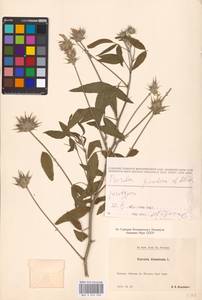 Bituminaria bituminosa subsp. pontica (A.P.Khokhr.) V.V.Fateryga & Fateryga, Кавказ, Абхазия (K4a) (Абхазия)
