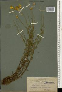 Cota tinctoria subsp. tinctoria, Кавказ, Азербайджан (K6) (Азербайджан)