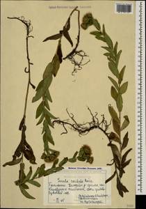 Pentanema asperum (Poir.) G.V.Boiko & Korniy., Кавказ, Грузия (K4) (Грузия)