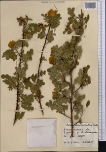 Шиповник колючейший, Шиповник бедренцелистный L., Средняя Азия и Казахстан, Северный и Центральный Тянь-Шань (M4) (Казахстан)