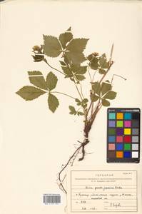 Rubus pseudojaponicus Koidz., Сибирь, Дальний Восток (S6) (Россия)