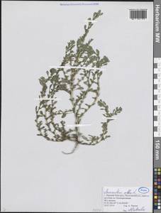 Щирица белая L., Восточная Европа, Волжско-Камский район (E7) (Россия)