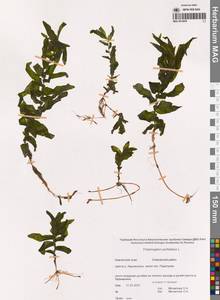 Рдест пронзеннолистный, Рдест стеблеобъемлющий L., Сибирь, Чукотка и Камчатка (S7) (Россия)