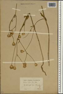 Cephalaria setosa Boiss. & Hohen., Зарубежная Азия (ASIA) (Турция)