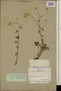 Tanacetum niveum (Lag.) Sch. Bip., Кавказ, Азербайджан (K6) (Азербайджан)
