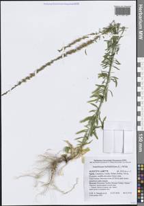 Anarrhinum bellidifolium (L.) Willd., Западная Европа (EUR) (Испания)