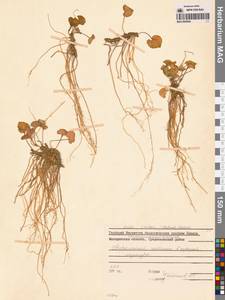 Фиалка толстая (Makino) Makino, Сибирь, Дальний Восток (S6) (Россия)