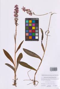 Пальчатокоренник Фукса (Druce) Soó, Восточная Европа, Московская область и Москва (E4a) (Россия)