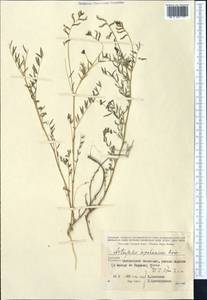 Astragalus siliquosus subsp. siliquosus, Средняя Азия и Казахстан, Копетдаг, Бадхыз, Малый и Большой Балхан (M1) (Туркмения)