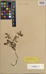Cytisus eriocarpus Boiss., Зарубежная Азия (ASIA) (Турция)