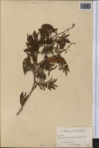 Prosopis juliflora (Sw.)DC., Америка (AMER) (Куба)