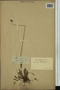 Pilosella bauhini subsp. magyarica (Peter) S. Bräut., Западная Европа (EUR) (Германия)