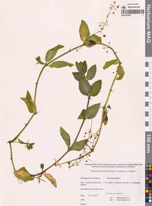 Вероника американская (Raf.) Schwein. ex Benth., Сибирь, Чукотка и Камчатка (S7) (Россия)