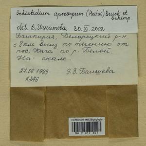 Schistidium apocarpum (Hedw.) Bruch & Schimp., Гербарий мохообразных, Мхи - Башкортостан, Челябинская и Оренбургская области (B14) (Россия)