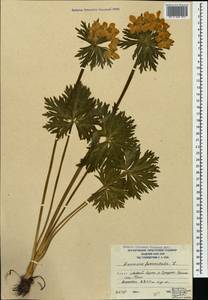 Anemonastrum narcissiflorum subsp. fasciculatum (L.) Raus, Кавказ, Южная Осетия (K4b) (Южная Осетия)