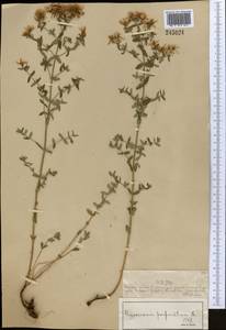 Зверобой продырявленный L., Средняя Азия и Казахстан, Муюнкумы, Прибалхашье и Бетпак-Дала (M9) (Казахстан)