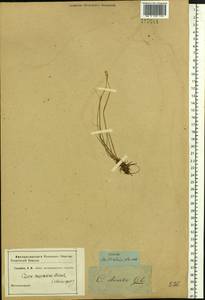 Осока большехвостая (Meinsh.) Kük., Сибирь, Западная Сибирь (S1) (Россия)