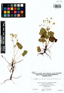 Geum ternatum subsp. ternatum, Сибирь, Прибайкалье и Забайкалье (S4) (Россия)