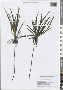 Телорез алоэвидный, Телорез обыкновенный L., Восточная Европа, Северо-Западный район (E2) (Россия)