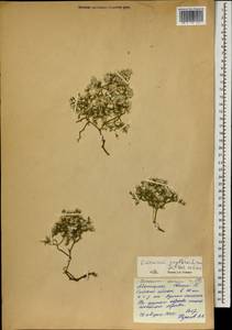 Кермек золотистый (L.) Chaz., Монголия (MONG) (Монголия)