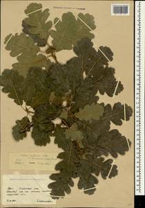 Дуб пушистый Willd., Крым (KRYM) (Россия)