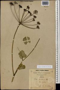 Лазурник трехлопастный (L.) Borkh., Кавказ, Грузия (K4) (Грузия)