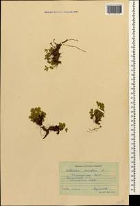Сиббальдия мелкоцветковая Willd., Кавказ, Дагестан (K2) (Россия)