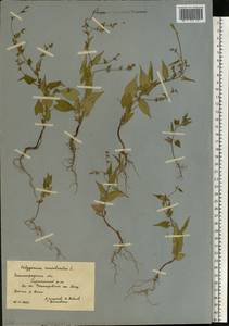 Гречишка вьюнковая (L.) Á. Löve, Восточная Европа, Нижневолжский район (E9) (Россия)