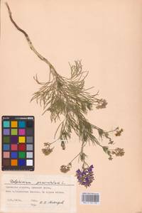 Delphinium consolida subsp. paniculatum (Host) N.Busch, Восточная Европа, Центральный лесостепной район (E6) (Россия)