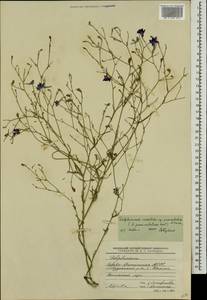 Delphinium consolida subsp. paniculatum (Host) N. Busch, Кавказ, Северная Осетия, Ингушетия и Чечня (K1c) (Россия)