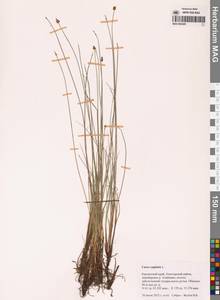 Осока головчатая Sol., Сибирь, Чукотка и Камчатка (S7) (Россия)