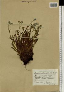 Незабудка альпийская F.W.Schmidt, Сибирь, Центральная Сибирь (S3) (Россия)