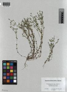 KUZ 004 604, Arenaria leptoclados subsp. leptoclados, Сибирь, Алтай и Саяны (S2) (Россия)