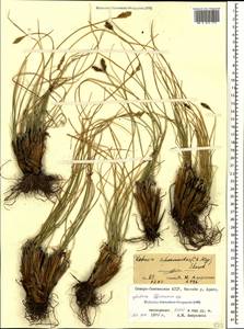 Carex deasyi (C.B.Clarke) O.Yano & S.R.Zhang, Кавказ, Северная Осетия, Ингушетия и Чечня (K1c) (Россия)