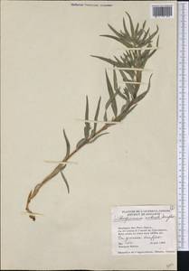 Lithospermum ruderale Douglas ex Lehm., Америка (AMER) (Канада)