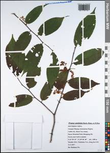 Prunus undulata Buch.-Ham. ex D. Don, Зарубежная Азия (ASIA) (КНР)