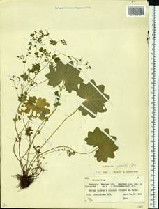 Манжетка сверкающая Buser, Восточная Европа, Белоруссия (E3a) (Белоруссия)