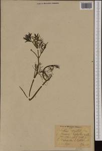 Ranunculus peltatus subsp. baudotii (Godr.) Meikle ex C. D. K. Cook, Западная Европа (EUR) (Германия)